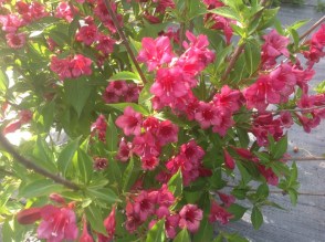 image (1)79
